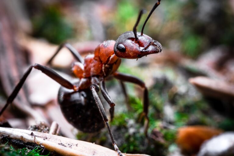 a single red ant on brown wooden stick